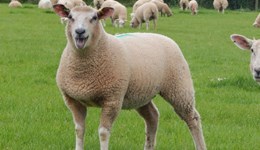 Breed for CH4nge – industry event to share our findings